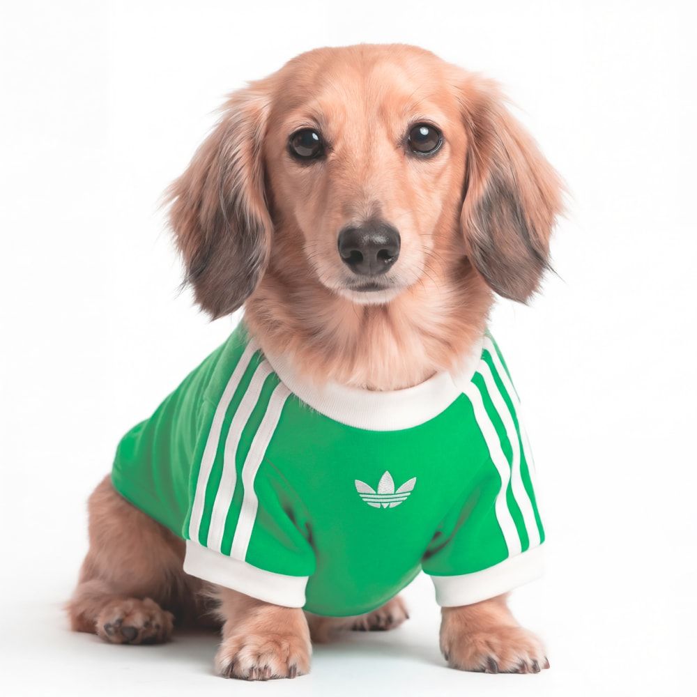 Adidas Pet Cali Tee in relaxed fit, showcasing classic California-inspired branding and crew neck design