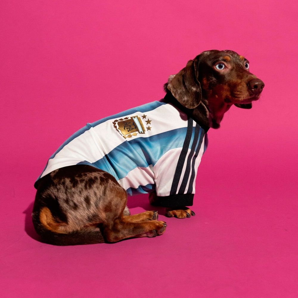 Adidas Pet Jersey 26 Argentina in blue and white colorway, displayed on pet sizing form